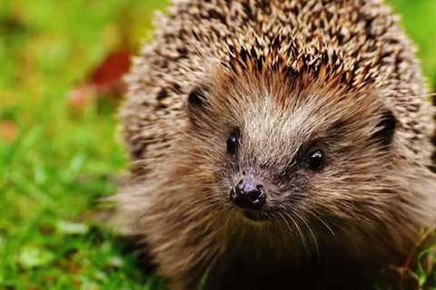 So, Are Hedgehogs Dangerous?