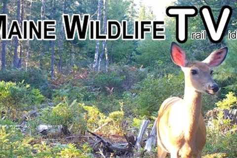 Deer / Deer Herd / Bobcat / Coyote / Maine Wildlife Trail Video / Trail Cam