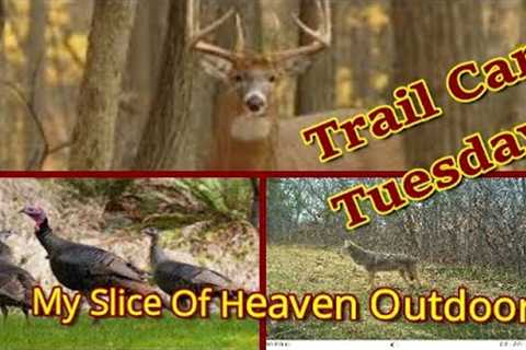 Buck scared of camera and Deer Love - Trail Cam Tuesday  November 8, 2022