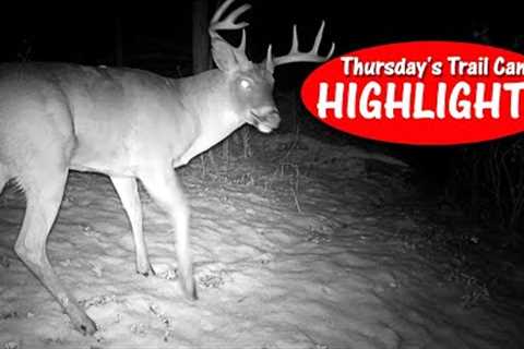 Bucks and Bobcats on the GO after the First Snow! Thursday''''s Trail Cam Highlights: 11.24.22