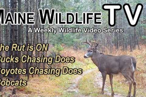 The Rut is ON | Big Bucks Chasing Does | Coyotes Chasing Does | Bobcats | Maine Wildlife Trail Video