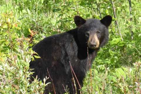 So, Are Black Bears Dangerous?