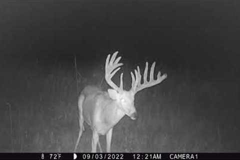 Minerals, trail cameras and BIG BUCKS!