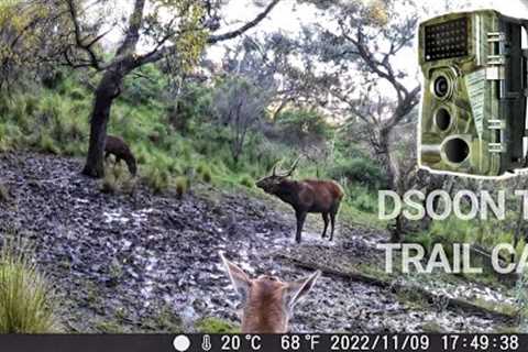 Sambar Deer Wallow Behaviour - Dsoon T3 Trail Camera