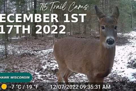 December 1st-17th 2022 Tomahawk Wisconsin Trail Camera Highlights