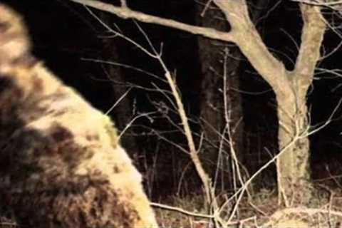 GIGANTIC BEAST ON TRAIL CAM!! - Watch This Video To Believe It Will Terrify You!!