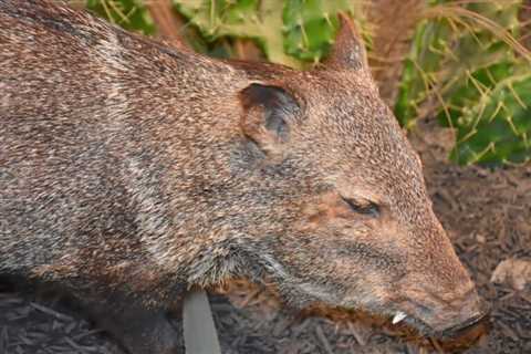 So, Can You Eat Feral Hog for Survival?