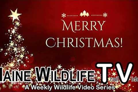 Merry Christmas from Maine Wildlife Trail Video | Week ending 12.24.22