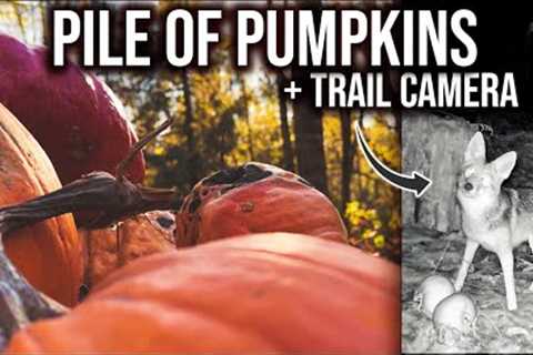 WE PILED PUMPKINS IN THE WOODS + RECORDED WHAT HAPPENED | WILDLIFE TRAIL CAMERAS