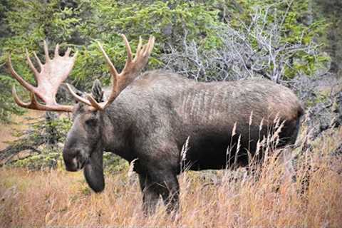 Tribute to a Large Bull Moose who was Killed in a Fight with another Bull Moose