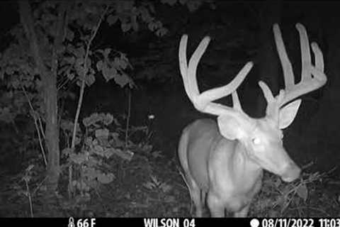 2022 West Virginia Trail Camera Video Compilation