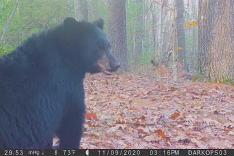 Fall 2020 Trail Cam Videos