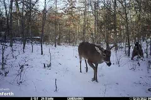 trail camera pickup