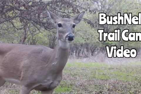 BushNell Trail Cam Video Nov. 15-19, 2022