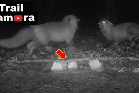 Trail Camera - Foxes Fight Over Lasagna Left in the Woods!