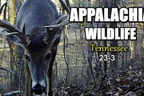 Appalachia Wildlife Video 23-3 from Trail Cameras in the Foothills of the Great Smoky Mountains