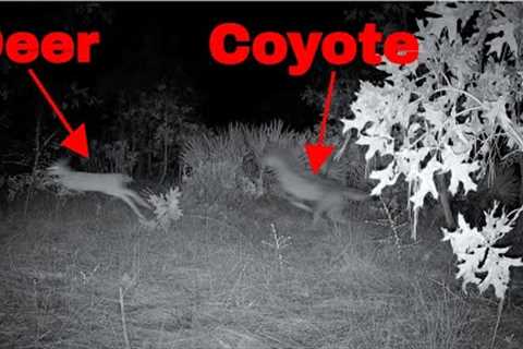 Chilling Audio as Coyote chases Baby Deer past Trail Camera