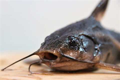So, Can You Eat Catfish for Survival?