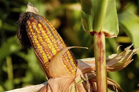 So, Can You Eat Raw Corn for Survival?