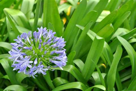 So, Can You Eat Wild Onion for Survival?