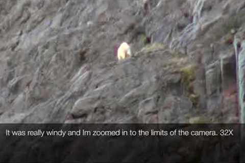Alaskan Mountain Goat.  How far away do you think that is?