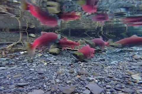 Alaskan Salmon On There Spawning Beds
