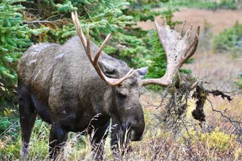 Two Massive Bull Moose Nearly Brawl