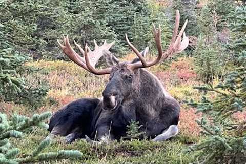 Moose Rut: Grunts and Big Antlers