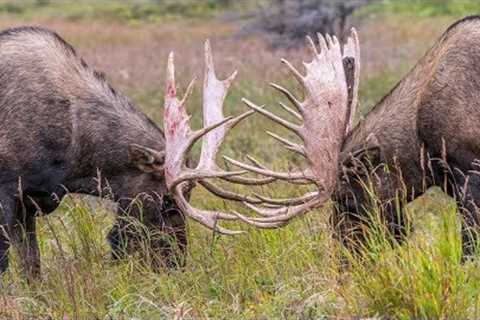 SPARRING BULL MOOSE | PRE-RUT IN 4K