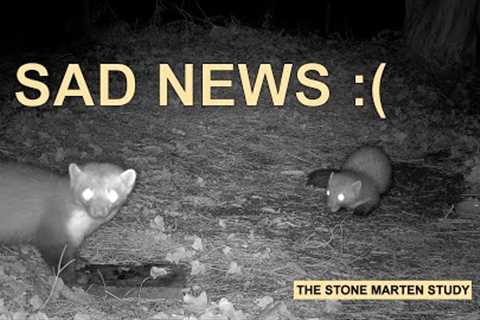 A tragic end, and maybe a new beginning?  (Stone marten family/Steinmarder/Husmår)