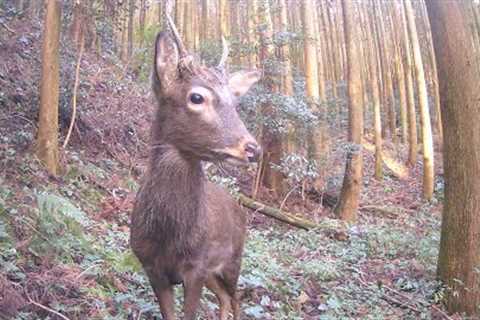 Here for Deer! Trail Camera (WOSODA G300)