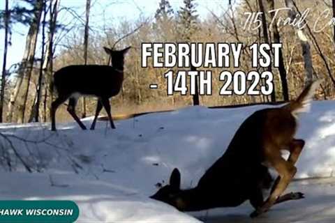 February 1st through 14th 2023 Tomahawk Wisconsin Trail Camera Highlights