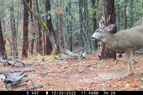 Ringtails and New Year''s Snacks caught on Trail Camera