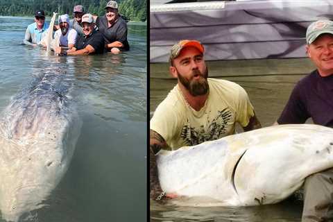 8 of the Biggest Sturgeon Ever Caught