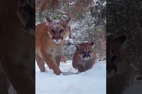 Mother mountain lion, 3 kittens seen on trail camera