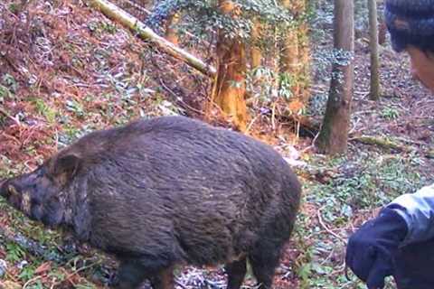 Wild Boar in Japan! Trail Cam (WOSODA G300)