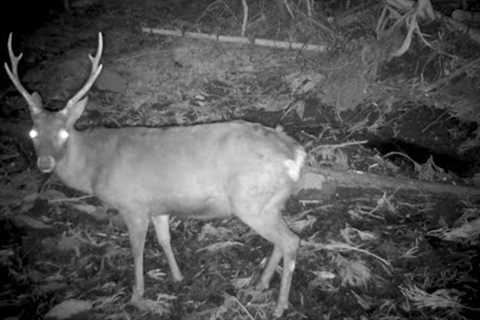 Nice trail cam spot in Japan