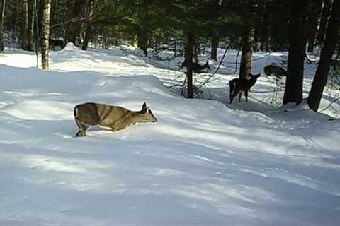 Deer versus Winter Snow Storms in Maine. Deep Snow!