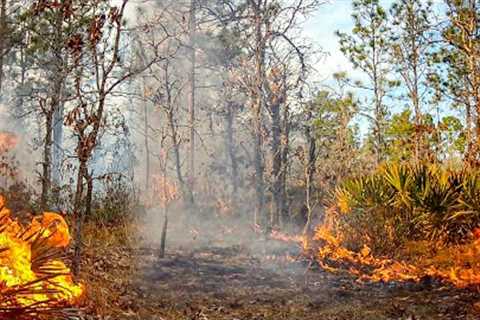 Florida Fire Almost Destroys my Trail Camera (Longleaf Pine Forest)
