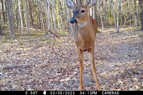 Deer snacking at the stream, one-antler deer, raccoons, rabbit,  & other critters