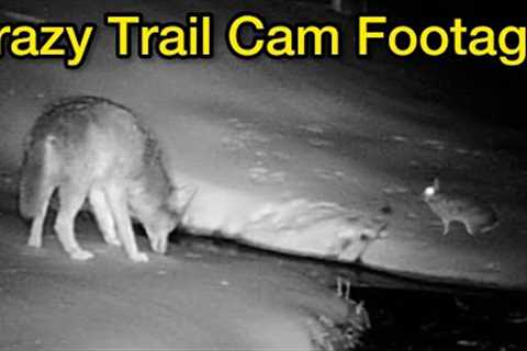 Crazy Trail Cam Footage!