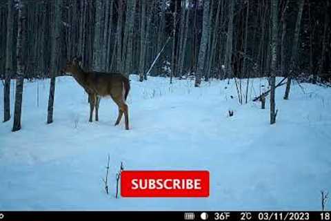 Trail Tales: Stories of Wildlife Caught on Camera