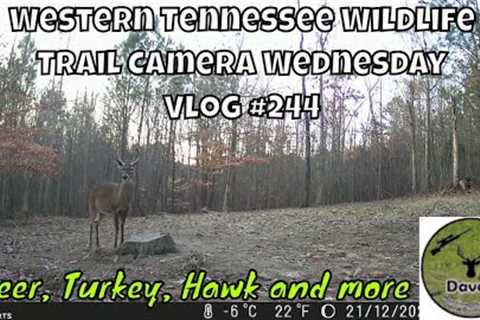 Western Tennessee Wildlife Trail Camera Wednesday - Vlog #244