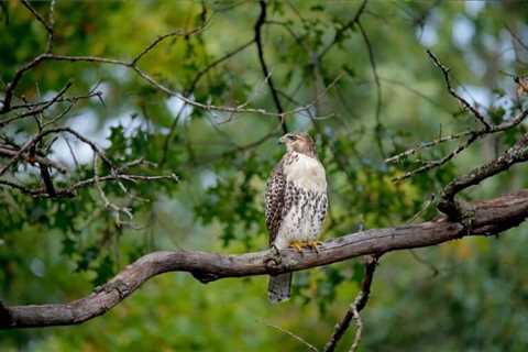 So, Are Hawks Dangerous?