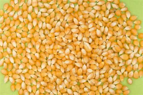 Can You Eat Raw Corn to Survive? Is it Safe?