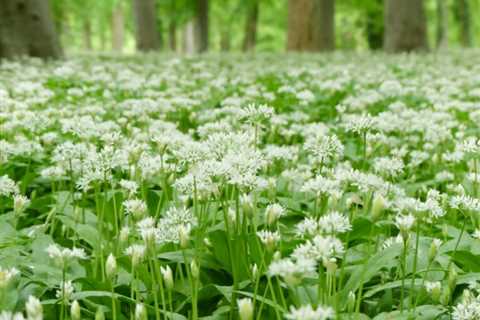 Can You Eat Raw Wild Garlic to Survive? Is it Safe?