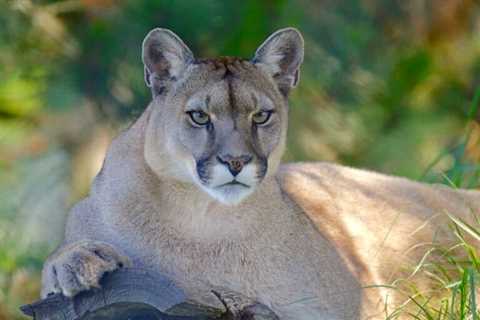 So, Are Mountain Lions Dangerous?