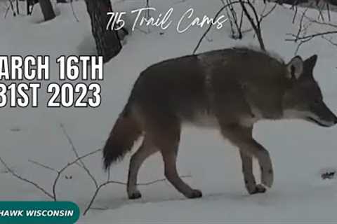 March 16th-31th 2023 Tomahawk Wisconsin Trail Camera Highlights