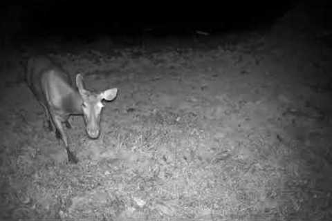 JUNGLE TRAIL CAM 18