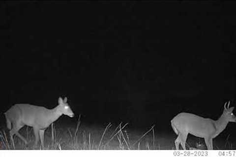 Trail camera video Middle Tennessee.